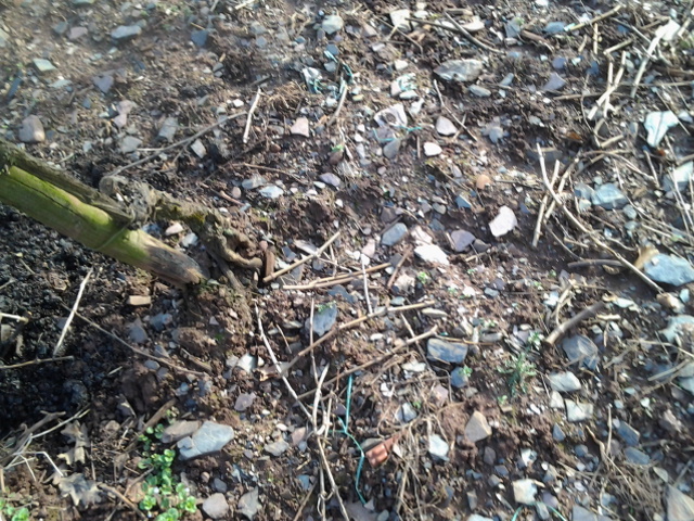 The soil of the Mosel area is dominated by slate which in return provides ideal drainage for the regions heavy rainfall and good heat retaining properties.