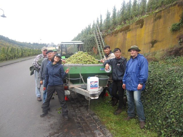 The load after a harvest in the morning (for about 3 hours). The harvest lasts several days. In Germany multiple harvest seasons are common, depending on the ripeness level of the grapes.